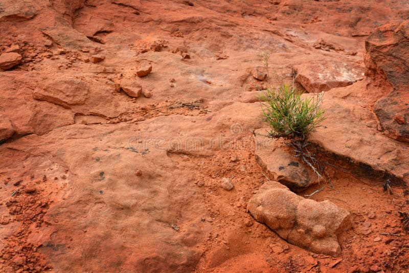 Resultado de imagem para unica planta sobre a terra