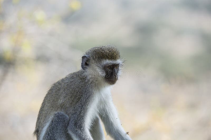 19,594 Fotos de Stock de Macaco Branco Da Cara - Fotos de Stock Gratuitas e  Sem Fidelização a partir da Dreamstime