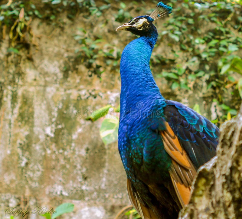 Überlegenheit Pavlin - Paradiesvogel Tropische Länder Stockbild - Bild ...