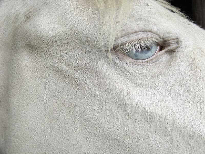 Άσπρο άλογο με τα μπλε μάτια Στοκ Εικόνες - εικόνα από : 66161686