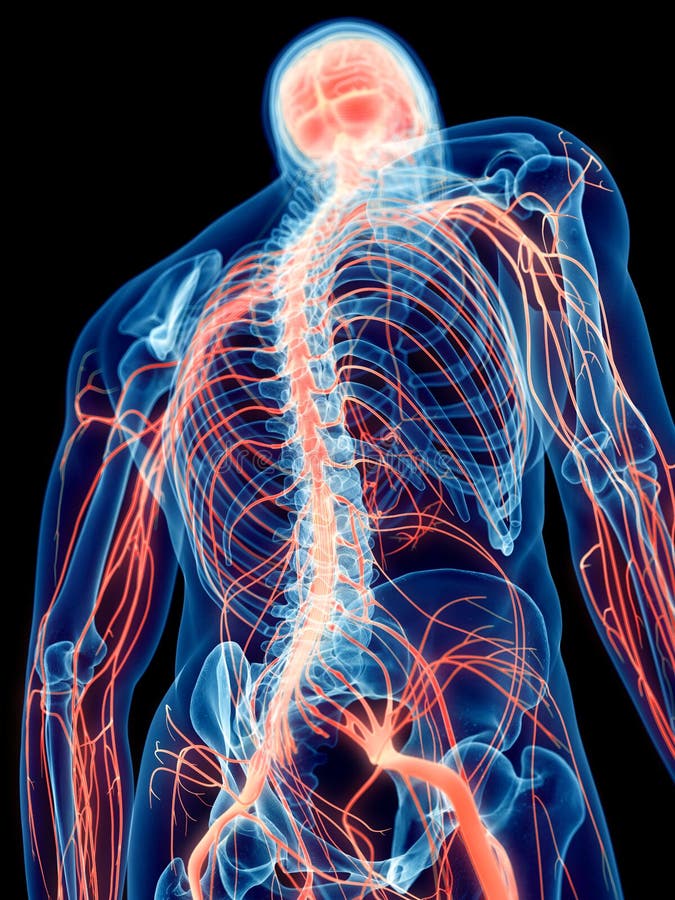 Τα ανθρώπινα νεύρα απεικόνιση αποθεμάτων. εικονογραφία από bodybuilders -  101293365