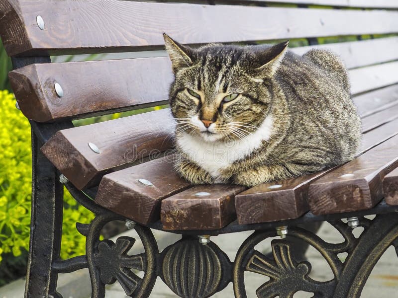 РєРѕС‚-СѓР»РёС†С‹-РѕС‚РґС‹С…Р°РµС‚-РЅР°-РєРѕС‚Р°-СЃРєР°РјРµР№РєРё-РІ-РїР°СЂРєРµ-СЃСѓР·РёР»-РіР»Р°Р·Р°-СЃРїРѕРєРѕР№РЅРѕРµ-177146860.jpg