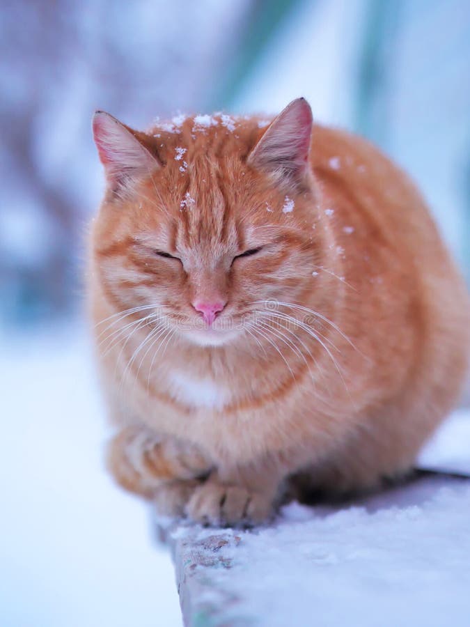 С€СѓР±Рµ-РєРѕС€РєР°-РЅР°-СЃРЅРµР¶РЅС‹Р№-РјРѕСЂРѕР·РЅС‹Р№-Р·РёРјРЅРёР№-РґРµРЅСЊ-РєСЂР°СЃРёРІС‹Р№-РјР°Р»РµРЅСЊРєРёР№-РєРѕС‚-212558778.jpg
