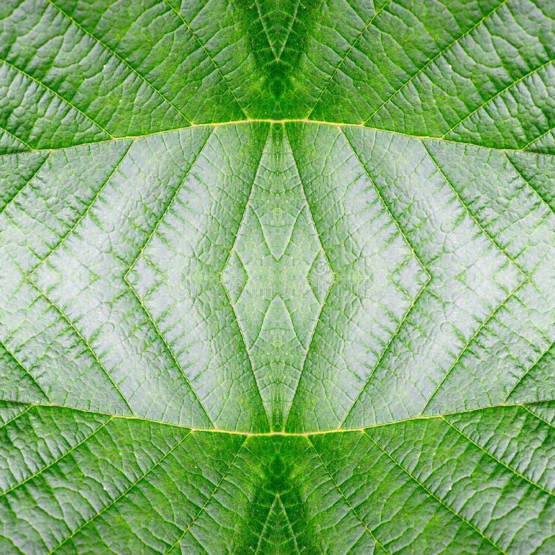Абстрактная безшовная картина лист текстура, природа Стоковое Фото -  изображение насчитывающей зеленый, здоровье: 97226318