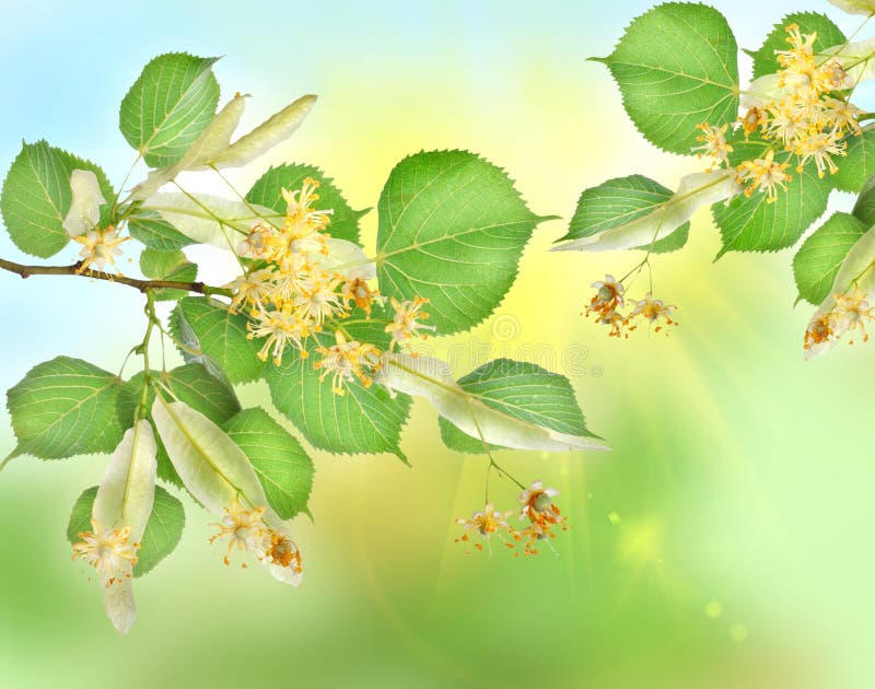 Цветы липы задний фон