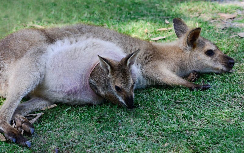 What’s Inside A Kangaroo’s Pouch? - YouTube