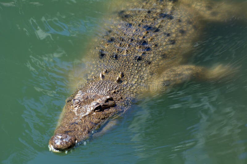 Крокодилы в соленой воде. Соленый крокодил. Соленоводный крокодил.фото для детей.