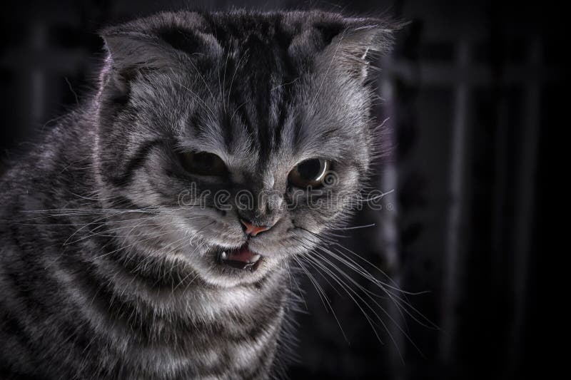 Агрессивный кот шотландской породы Стоковое Фото - изображение насчитывающей суммированного, ангстрома: 176081886