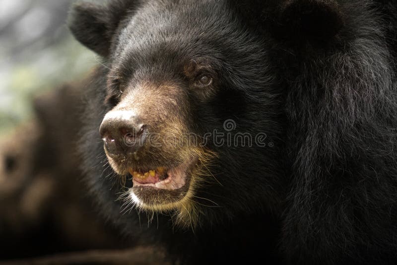 Азиатский черный медведь стоковое фото. изображение насчитывающей головка -  166680564