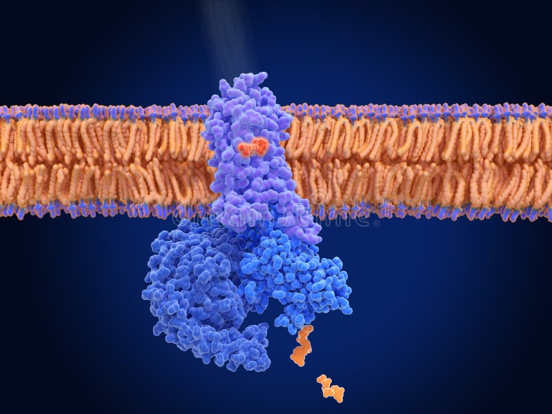 Пигмент родопсин фото. 3d image of rhodopsin. Stereoview of rhodopsin.