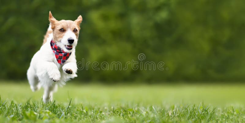 активный игровой здоровый счастливый пес бегает в парке Стоковое  Изображение - изображение насчитывающей поведение, трава: 247618829