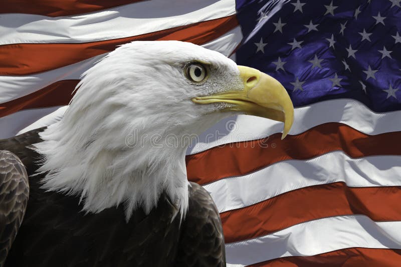 Американский Орел. Национальное животное Америки. Орел символ Америки. Животное символ США. Звук орла америка