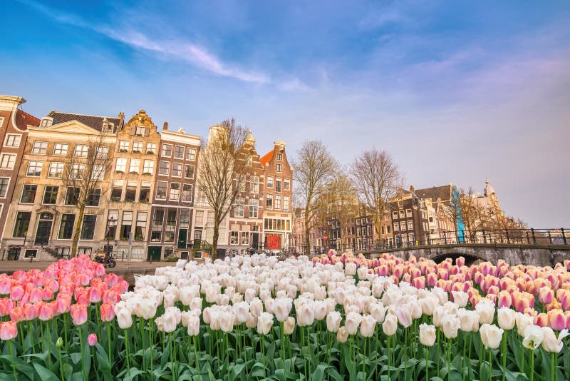 Амстердам, Нидерланды с цветком тюльпанов», «арабской весны» Стоковое Изображение - изображение насчитывающей ð¿ðµñ€ðµð¼ðµñ‰ðµð½ð¸ðµ, ð³oñ€ð¸ð·oð½ñ‚: 172050585