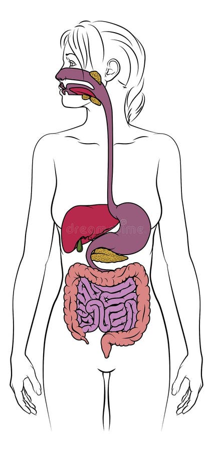 анатомическая схема женщины пищеварительной системы человека Иллюстрациявектора - иллюстрации насчитывающей кишечно, анархиста: 221200479