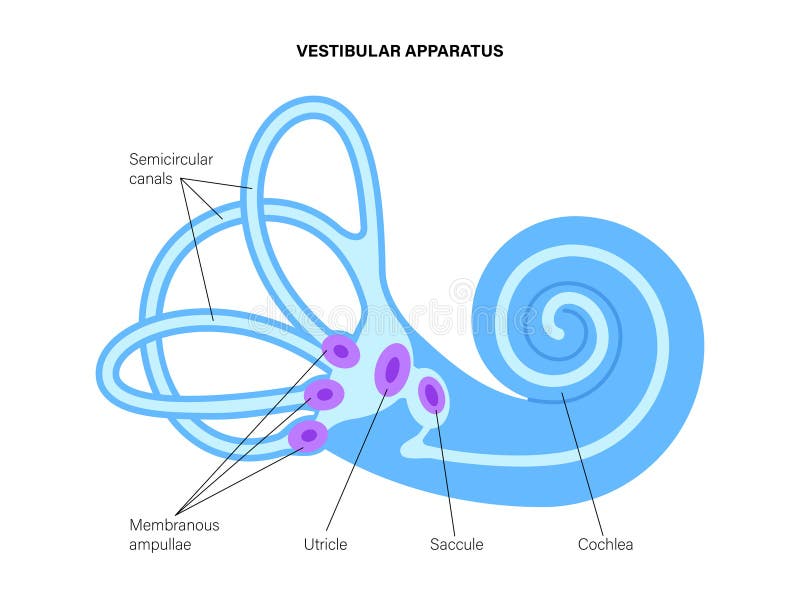 Мешочки и полукружные каналы вестибулярного аппарата. Vestibular apparatus Anatomy. Вестибуляр аппарат анатомия. Состояние вестибулярного аппарата. The vestibular System.