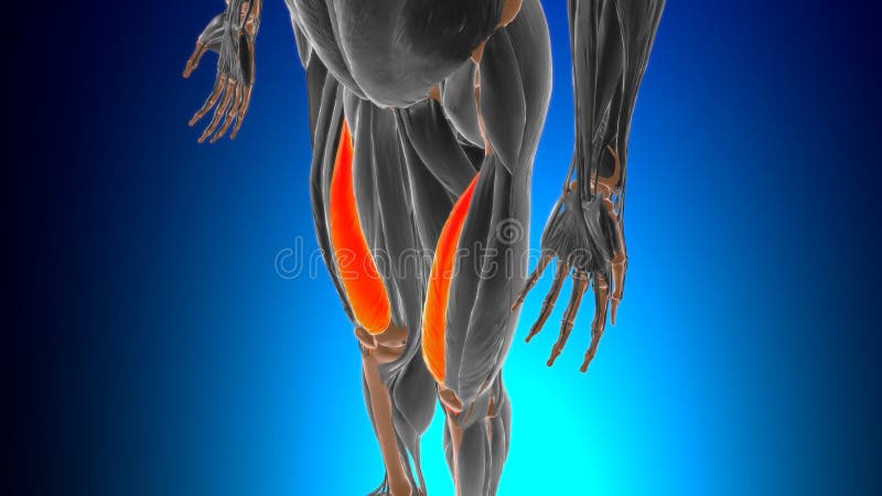 Vastus medialis
