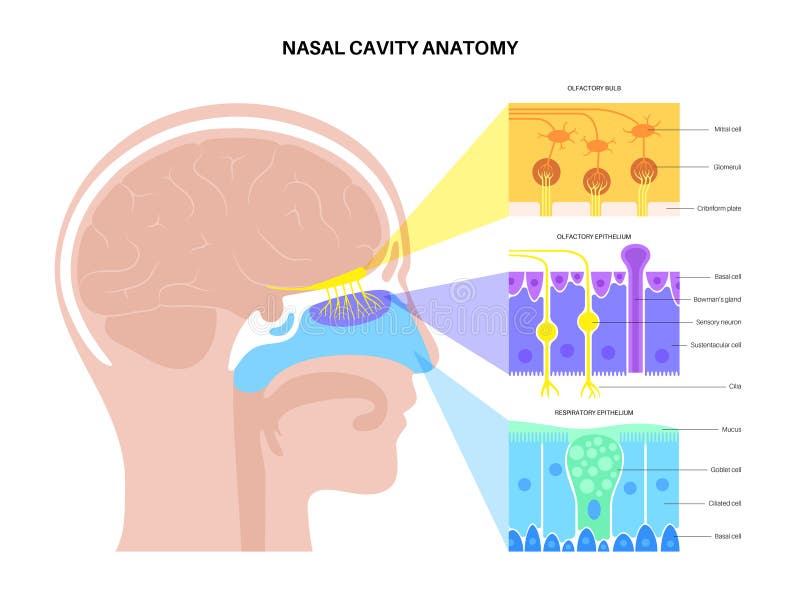 Органы чувств и вода. Рецепторы рецепторы человека в носу. Olfactory receptors. Mouth for Biology.