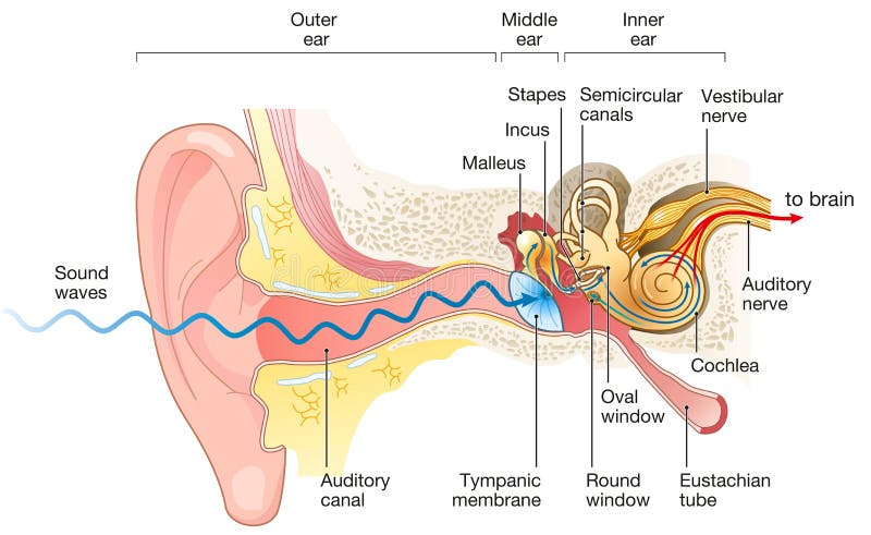 Hear system. Внутреннее ухо. Inner Ear. How Ears work.