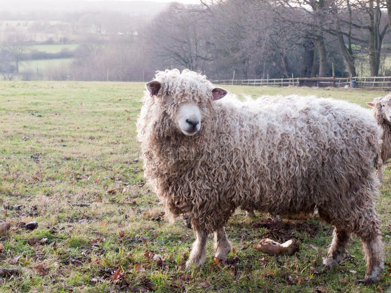 Овца на английском. Будет ферма овец по английски. Еда чья у овец по английски. Как по английски будет овца