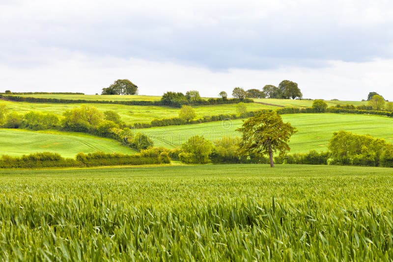 Как будет по английски поля. Английские поля. Пшеничные поля в Англии. Зеленое поле и дуб и ферма. Зеленое поле и дуб с забором.