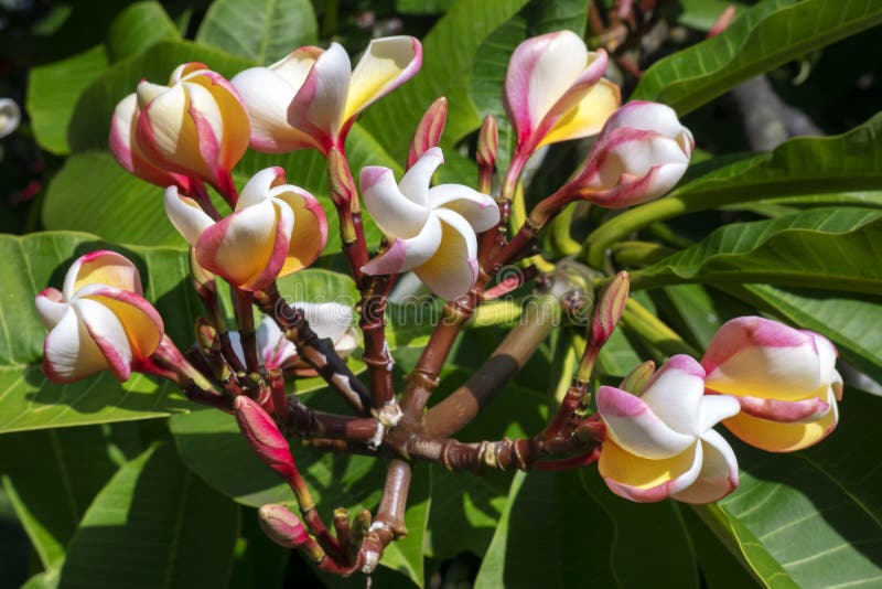 Plumeria Alba дерево