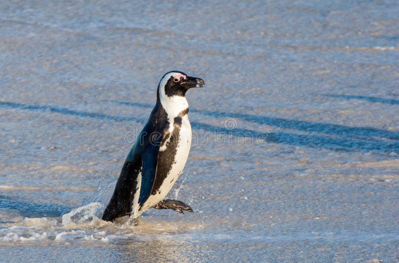 Пингвины идут с пляжа молча. Пингвин идет. Пингвины ходят на корточках. Пингвин идет расправив Крылья. Пингвины ходят на пятках.