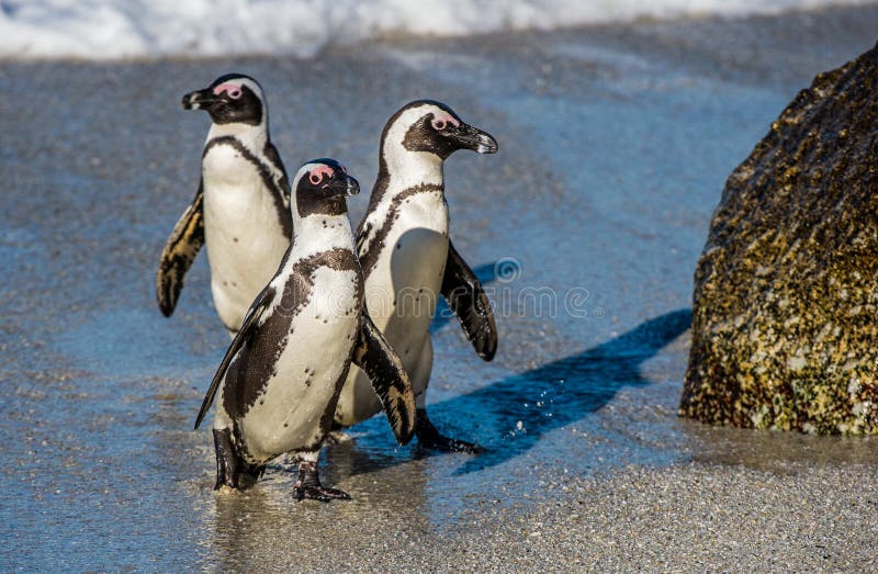 Пингвины идут с пляжа молча. Пингвины ходят на корточках.