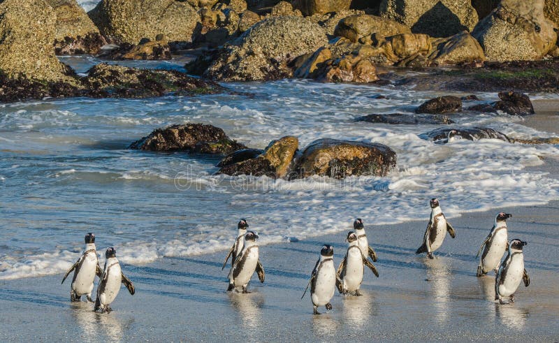 Пингвины идут с пляжа молча. Пингвин идет. Пляж пингвинов Boulders Beach.. Полуостров Кейп код. Пингвины. Кейптаун Boulders Beach.