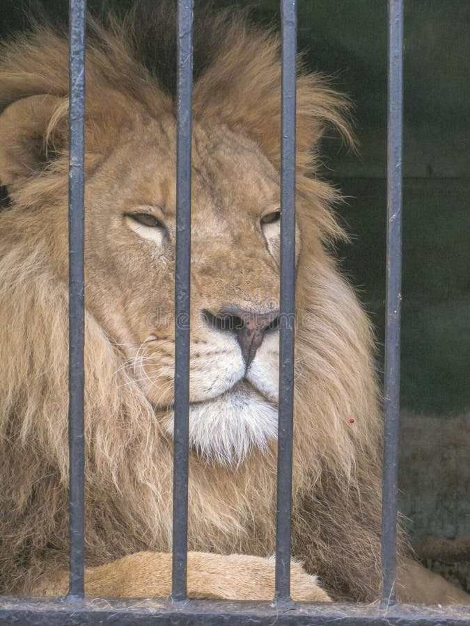 What Are the Dangers of Captive Animals? Animal behavior, Animals, Wildlife biol