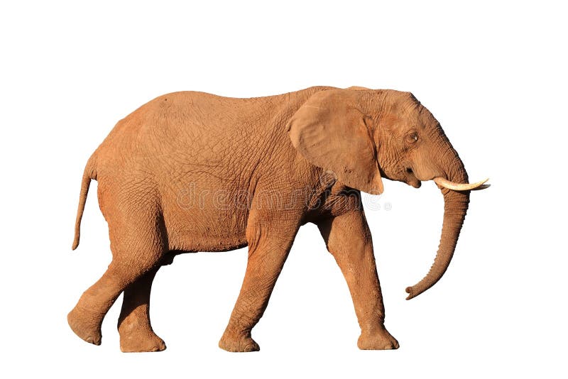 Stegolophodon потухший примитивный слон 4 цвета слоновой кости Стоковое  Фото - изображение насчитывающей одно, бивень: 126008764