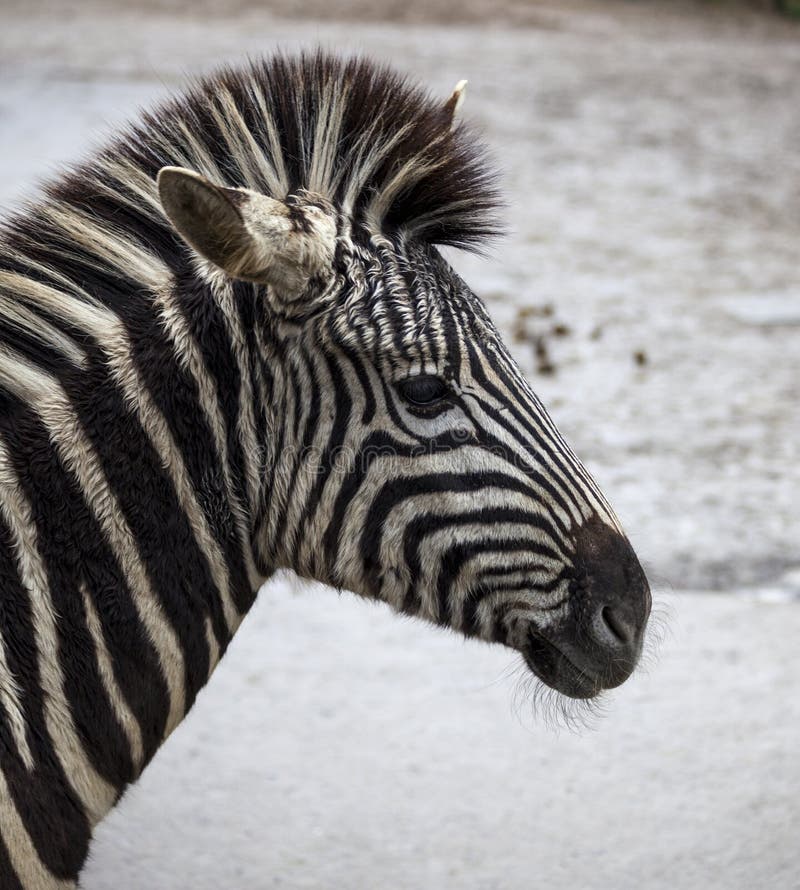 Фото зебры в Африке. Зебра это лошадь или нет. Мужская стрижка лошадка или Зебра. Покажи небритые зебры лошади. Зебра аудио
