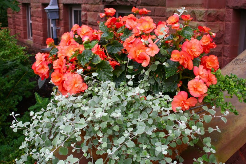 Бегония в саду фото оформление 33,721 Planter стоковые фото - бесплатные и стоковые фото RF от Dreamstime