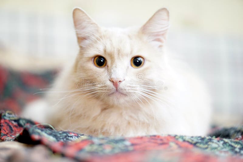 бежевый кот стоковое фото. изображение насчитывающей кабель - 74021606