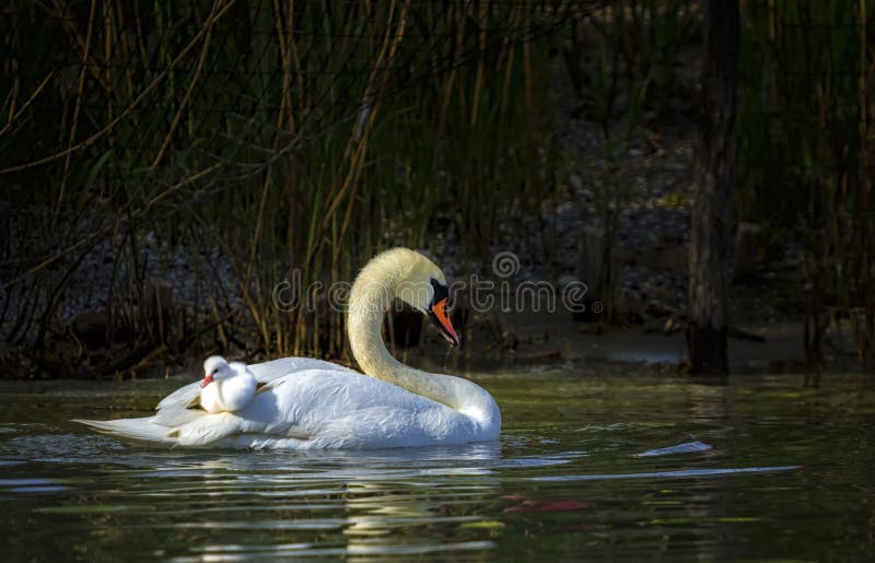 Лебеди голуби львы Ежи. An older Mute Swan Cygnus.