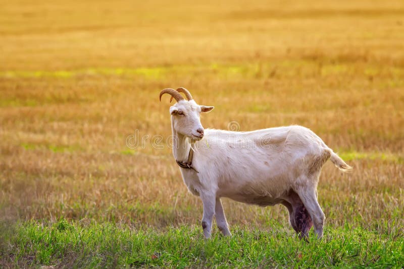 Молоко рога. Белая коза на лугу. Белый козел на зеленом пригорке. Фото козьего молока с белой козой красивое. Козел жуёт одежду.