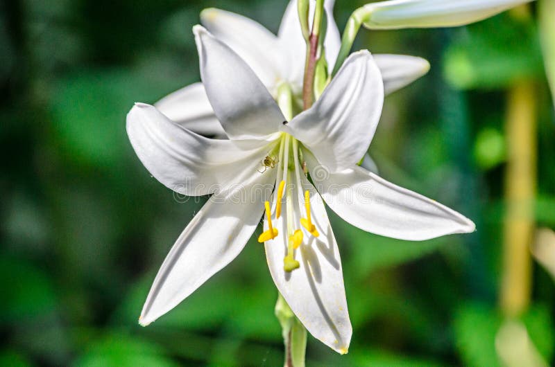 Лилия тигровая уайт тайгер. Лилия фловер пинк. Lilium flower. Лилия цветок 550 лилия 800 цветок 950. Лилия азиатская навона белая.