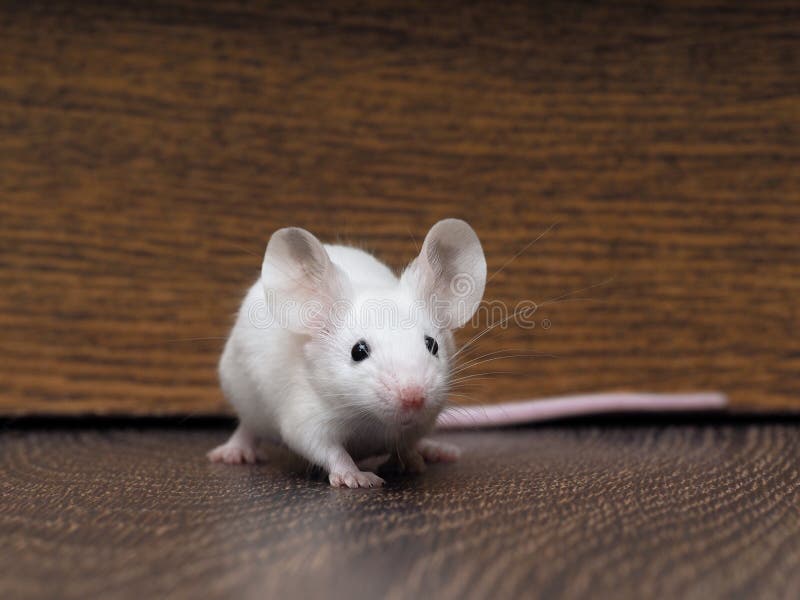 Белая мышь с красными глазами, сидя на полу. Очень длинный хвост грызун розовый