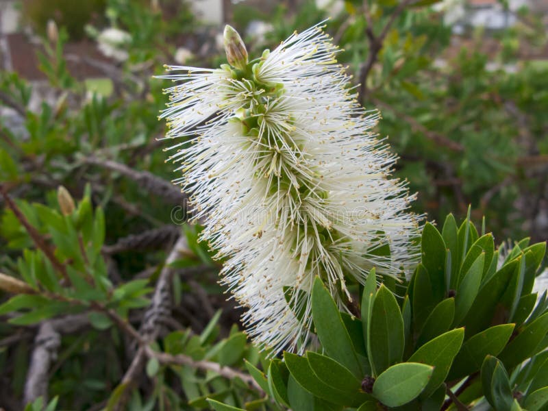 Bottle Brush растение