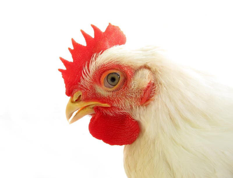Цыпленок открывает рот. Курица с бело красной этикеткой. Пулярка. Красно белая курица. Цыпленок с открытым ртом фото.