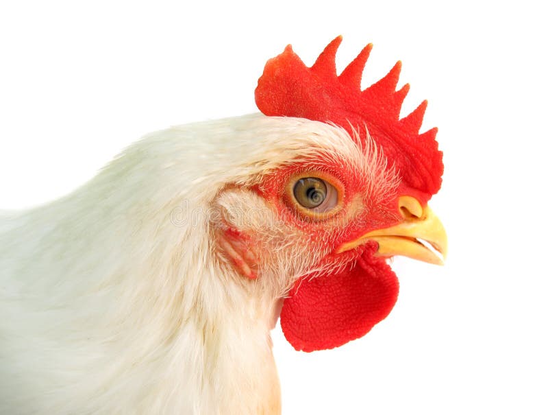 Цыпленок открывает рот. Цыплята бело красные. Курица портрет. Портрет курицы на белом фоне.