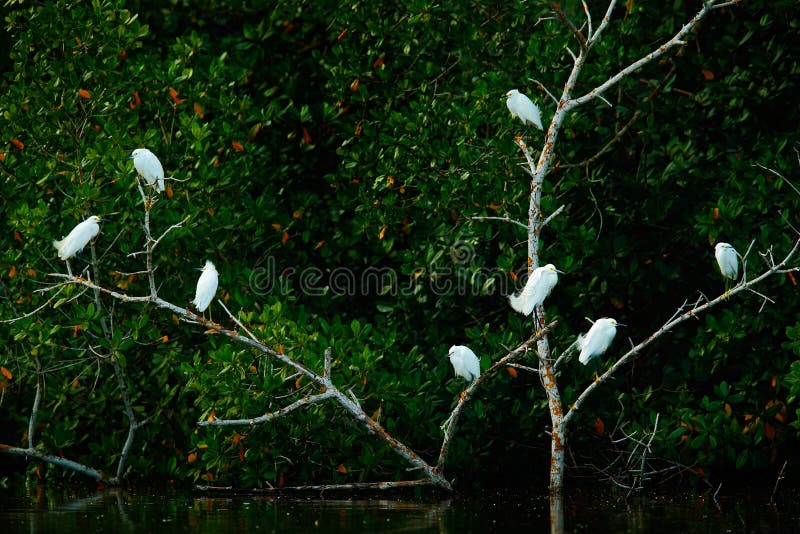 птицы эстетика. птицы на верхушках деревьев. казуарина птица. птицы севера. белая куропатка весной.