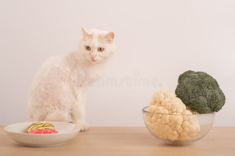Белый выбор диеты кота. Сравнение правильного питания и плохих привычек впитании. Цветной капусты брокколи или пончики Стоковое Фото - изображениенасчитывающей естественно, ангстрома: 214734720