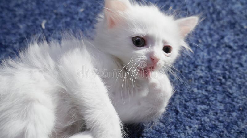 Белый кот с разными глазами. Oddeyed котенок. Кот с Angora 2  Differentcolored глаз глаз Heterocromatic турции. Это кот Стоковое  Изображение - изображение насчитывающей любимчики, сторона: 200776189