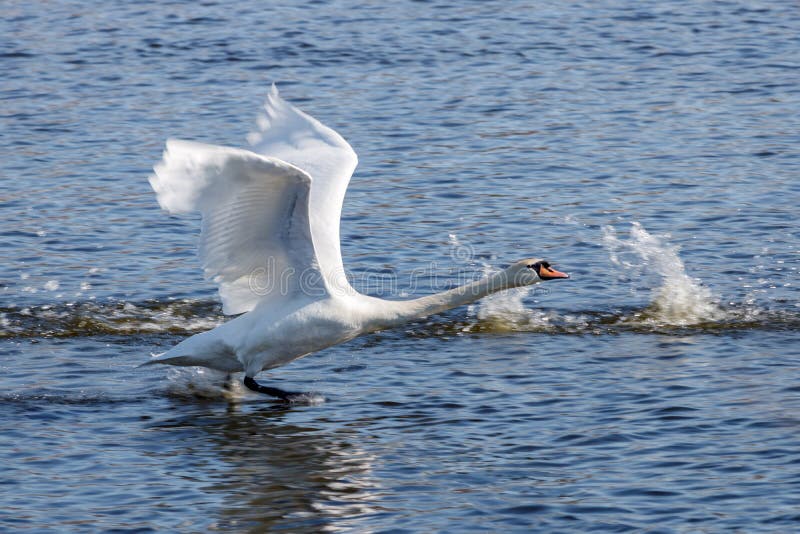 Лебеди приземление на воду. Лебедь приземляется на воду фото. Лебедь приземляется на зеленую воду. Вода птица взлет голубая.