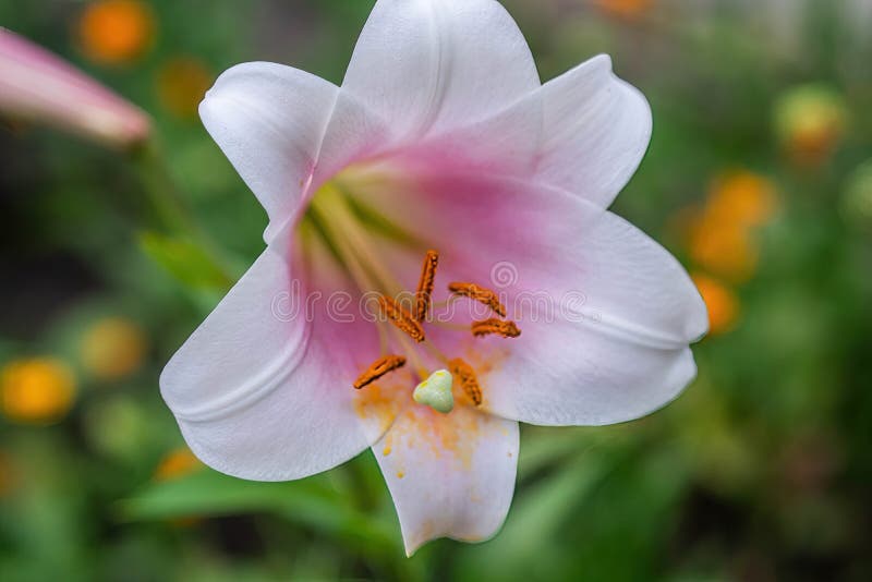 Lilia Flower 3d