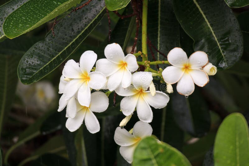 Plumeria Alba дерево