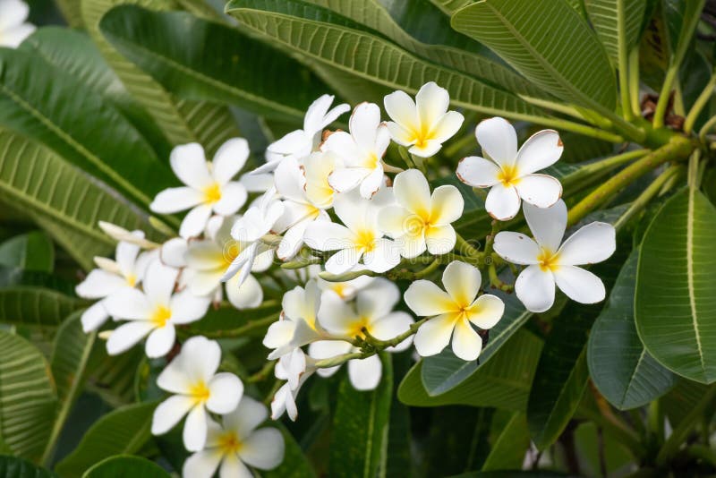 Plumeria Alba дерево