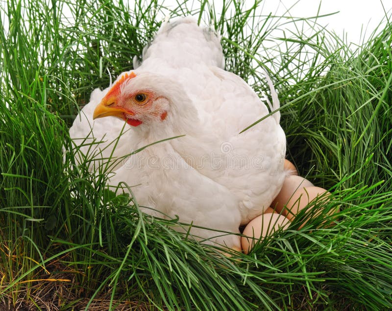 Куриная ферма. Цена петухов породы кохинхин. Курица тушка. Уборка курятника. Кур дел.