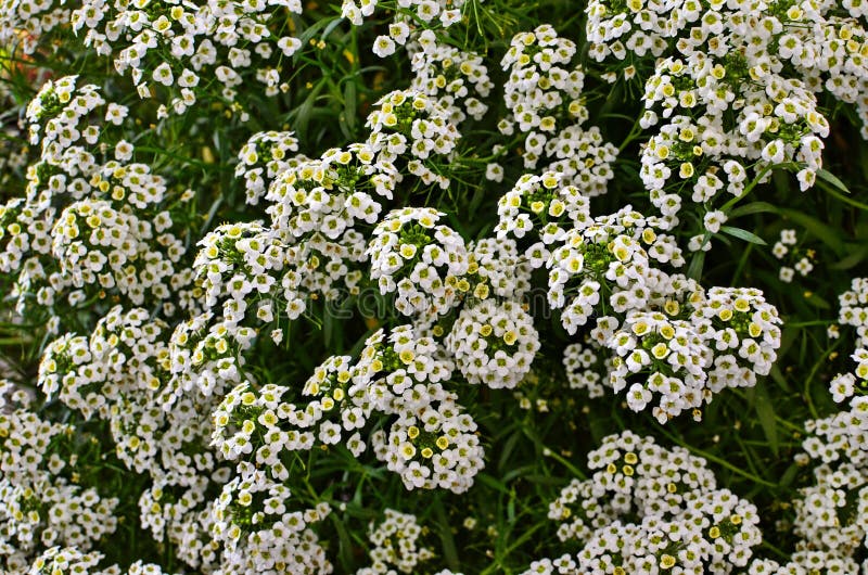 Сорняк сканворд 6. Алиссум Клеа Кристалл. Алиссум цветы. White Lobularia maritima Flower. Алиссум Норт фейс.