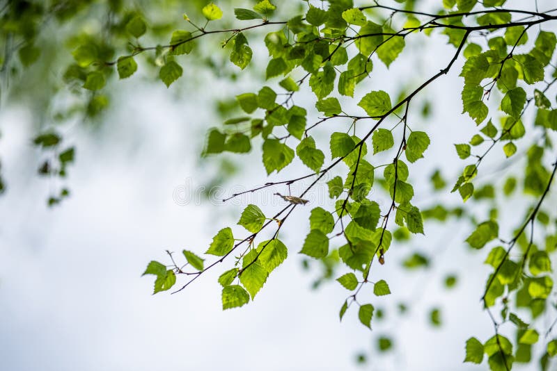 березовые ветви и листья против неба. природный фон леса Стоковое Фото -  изображение насчитывающей парк, лето: 219799034